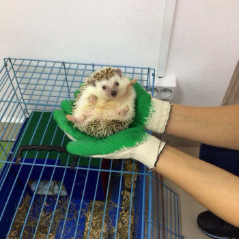 Ёжики, Krasnoyarsk Фото - 7