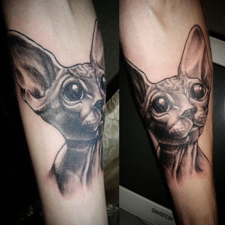 Männer Arm Katze, photo - Tattoo-Meister Sergey Melentev