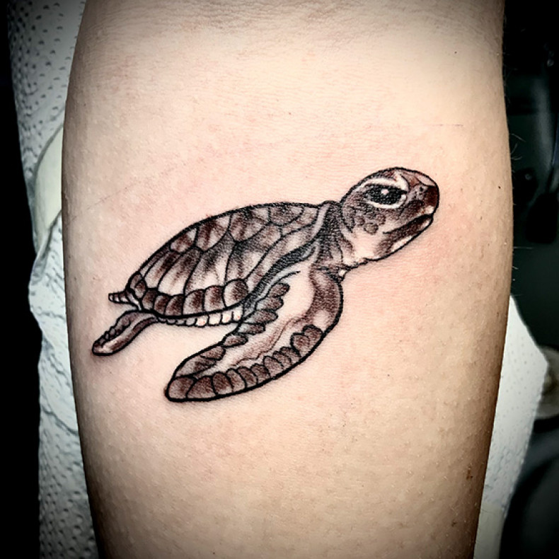 Schildkröte, photo - Tattoo-Studio Rattattoo