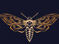 Schönheitssalon Golden Moth on Barb.pro