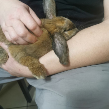 Заяц тоже кайфует от моего массажа 