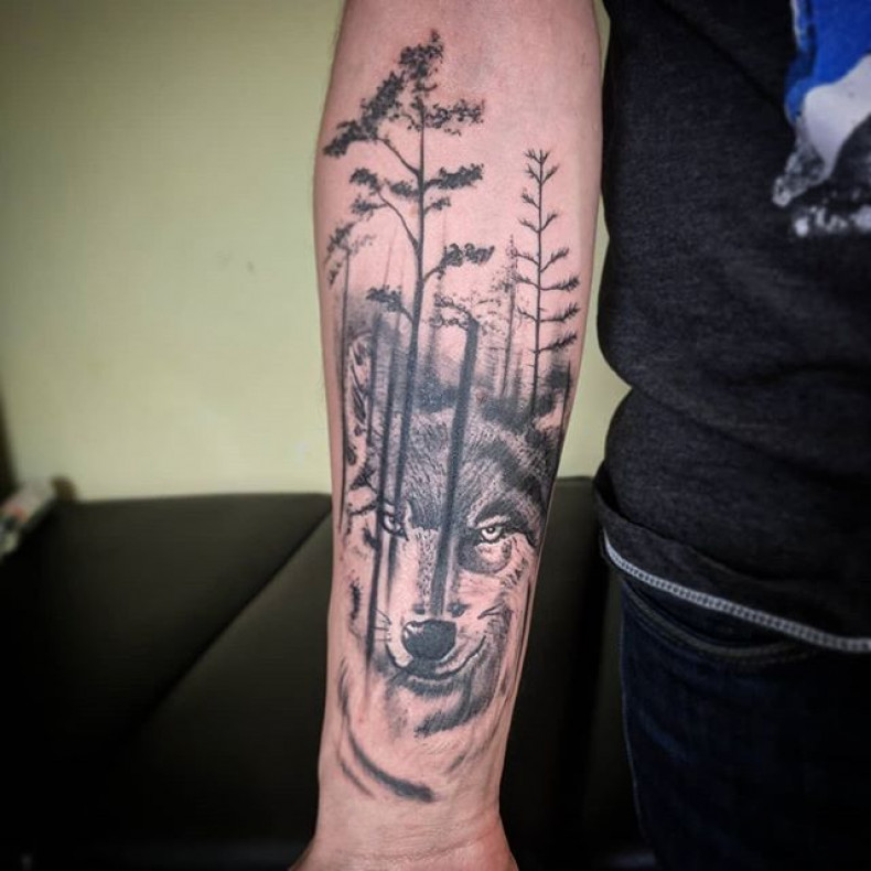 Męski wilk na ramieniu, photo - Tatuażysta Barb Tattoo