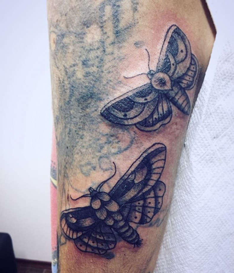 Men arm moth, photo - Tattoo Master Barb Tattoo