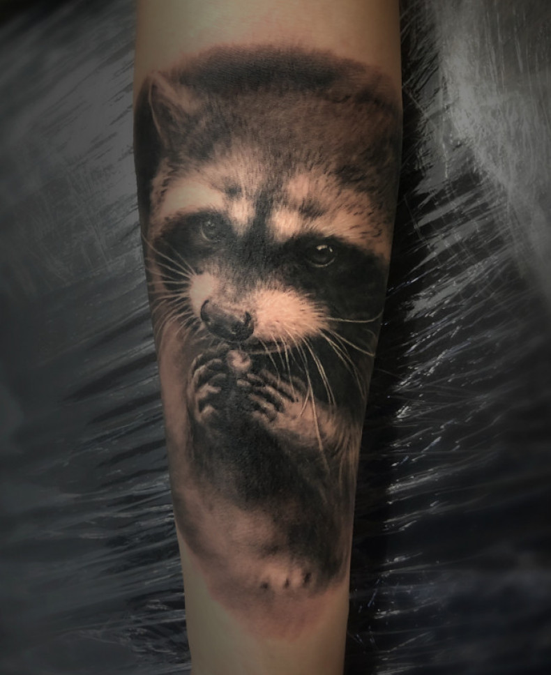 Енот тату реализм, photo - Тату мастер Barb Tattoo