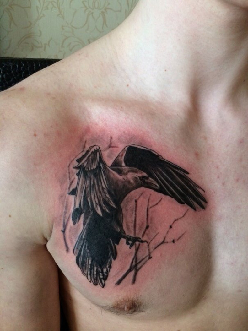 Men crow chest, photo - Tattoo Master Barb Tattoo