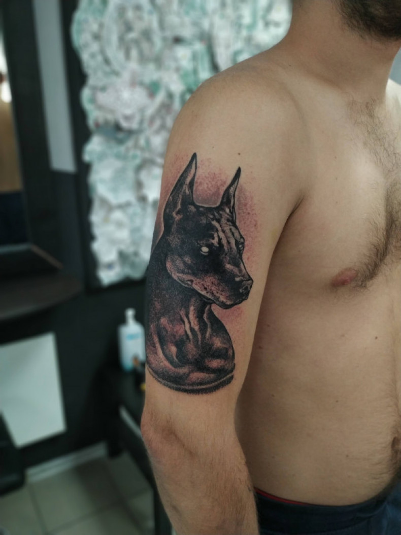 Na ramieniu doberman Dotwork, photo - Tatuażysta Barb Tattoo