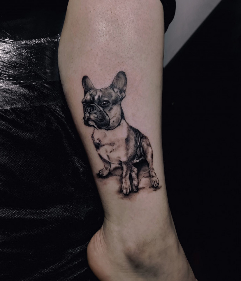 Buldog na piszczeli nodze, photo - Tatuażysta Barb Tattoo