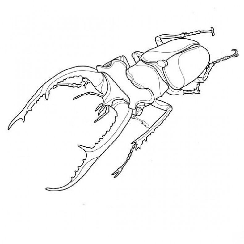 Beetle sketch, photo - Tattoo Master Barb Tattoo