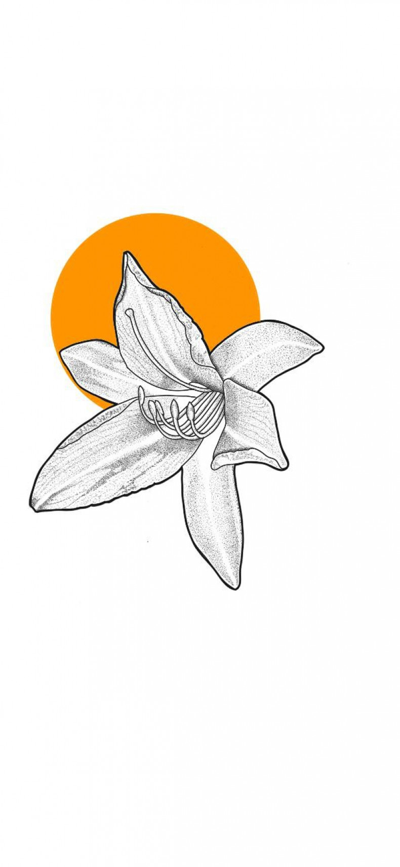 Lily flower sketch, photo - Tattoo Master Barb Tattoo