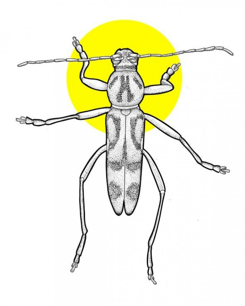 Beetle insect sketch, photo - Tattoo Master Barb Tattoo