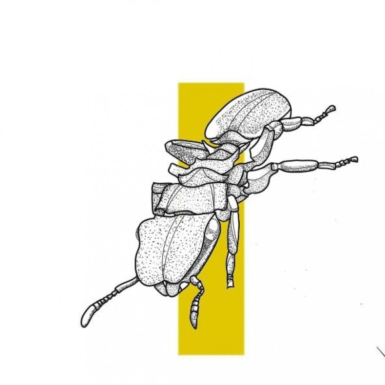 Beetle insect sketch, photo - Tattoo Master Barb Tattoo