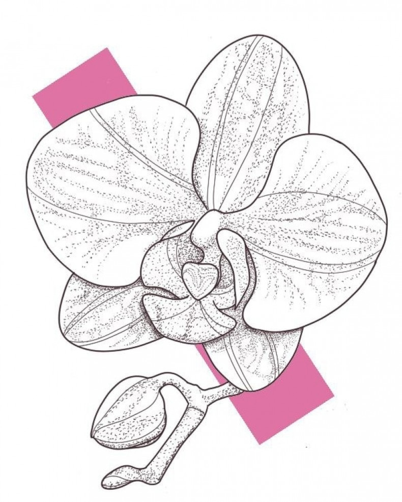 Orchid sketch, photo - Tattoo Master Barb Tattoo