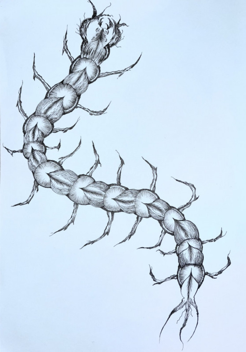 Centipede sketch, photo - Tattoo Master Barb Tattoo