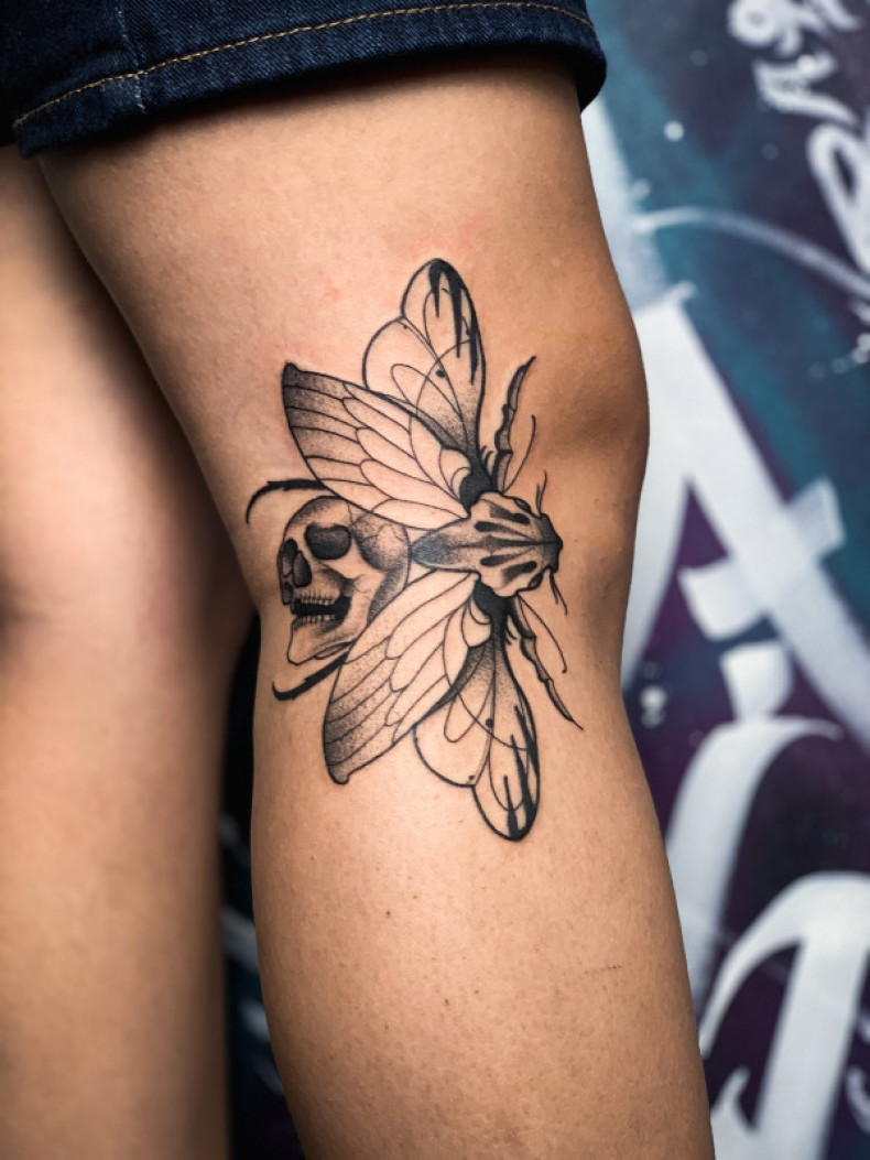 Moth insect, photo - Tattoo Master Barb Tattoo