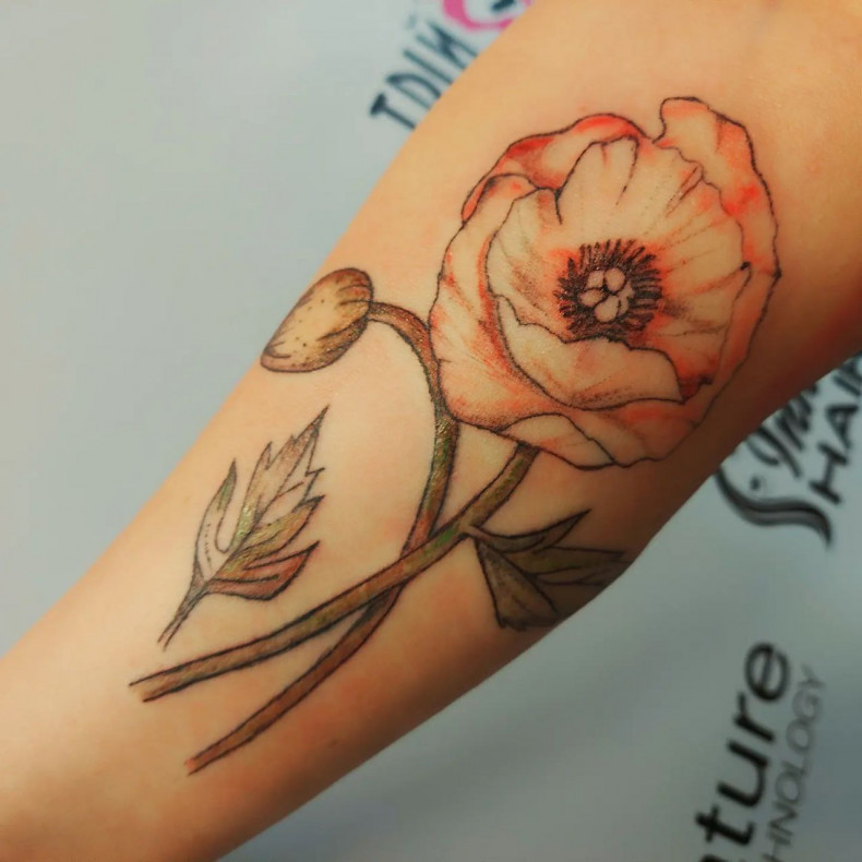 Mohn bunt, photo - Tattoo-Meister Barb Tattoo