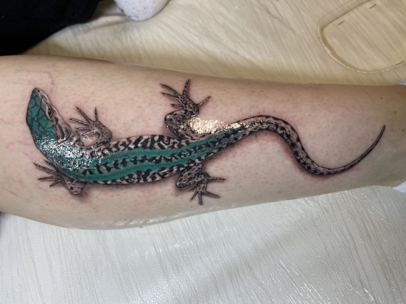 Colorful lizard, photo - Tattoo Master Barb Tattoo