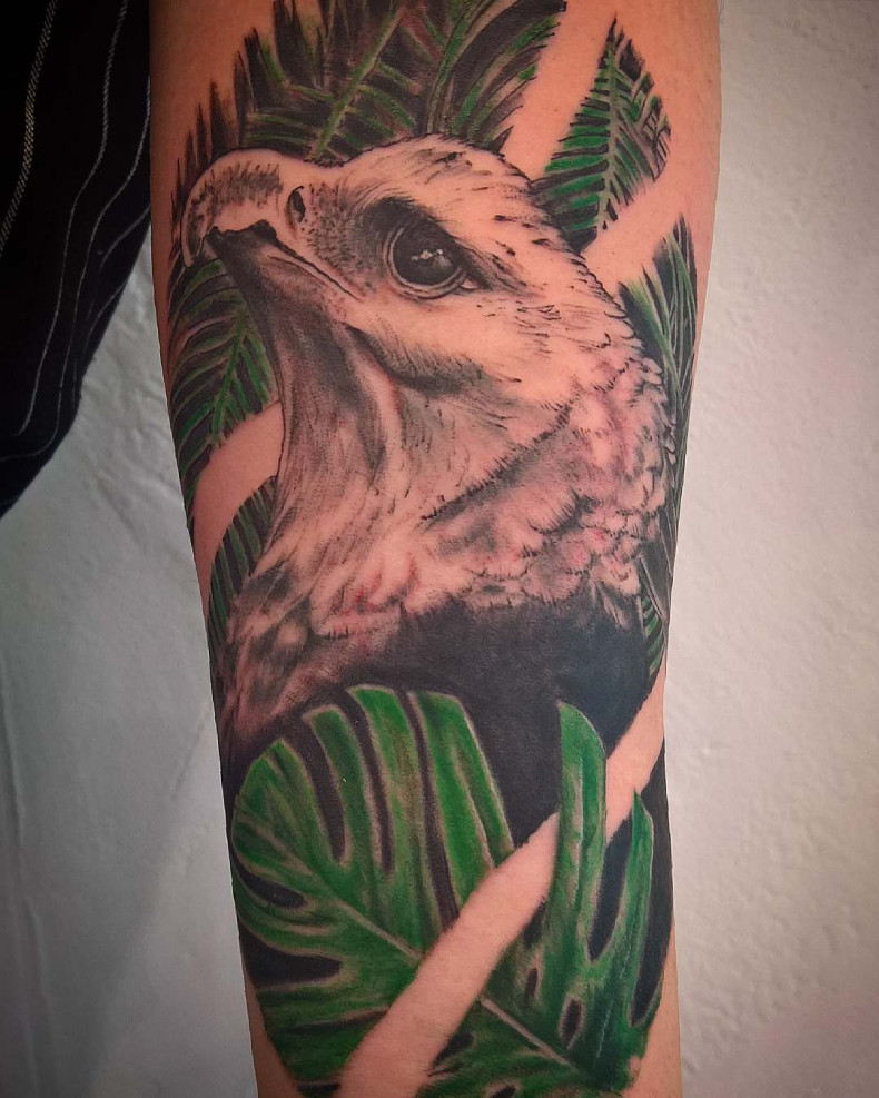 Schwarzgrau adler Vogel, photo - Tattoo-Meister Barb Tattoo