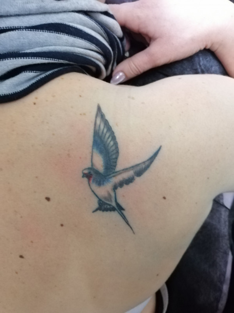 Pigeon back, photo - Tattoo Master Barb Tattoo