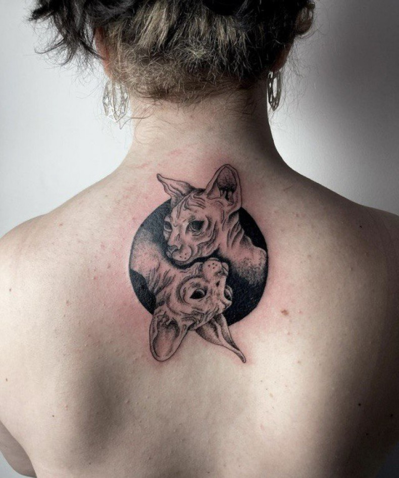 Кошка на спине сфинкс, photo - Тату мастер Barb Tattoo