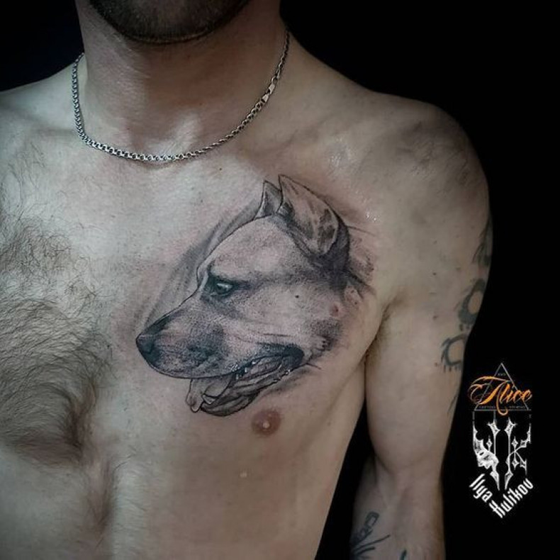 Black and grey chest pitbull, photo - Tattoo Master Barb Tattoo