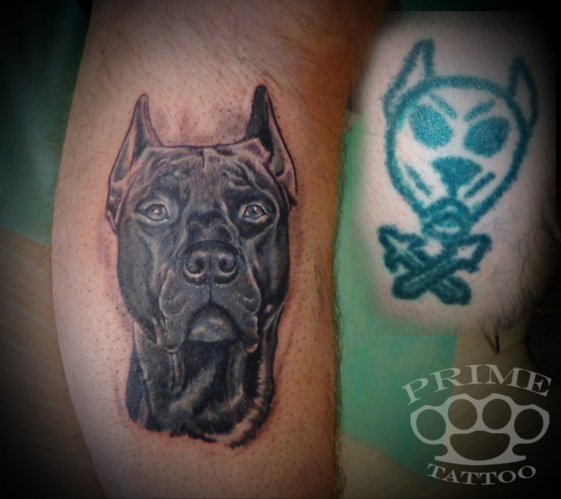 Blackwork pitbul powrót do zdrowia, photo - Tatuażysta Barb Tattoo