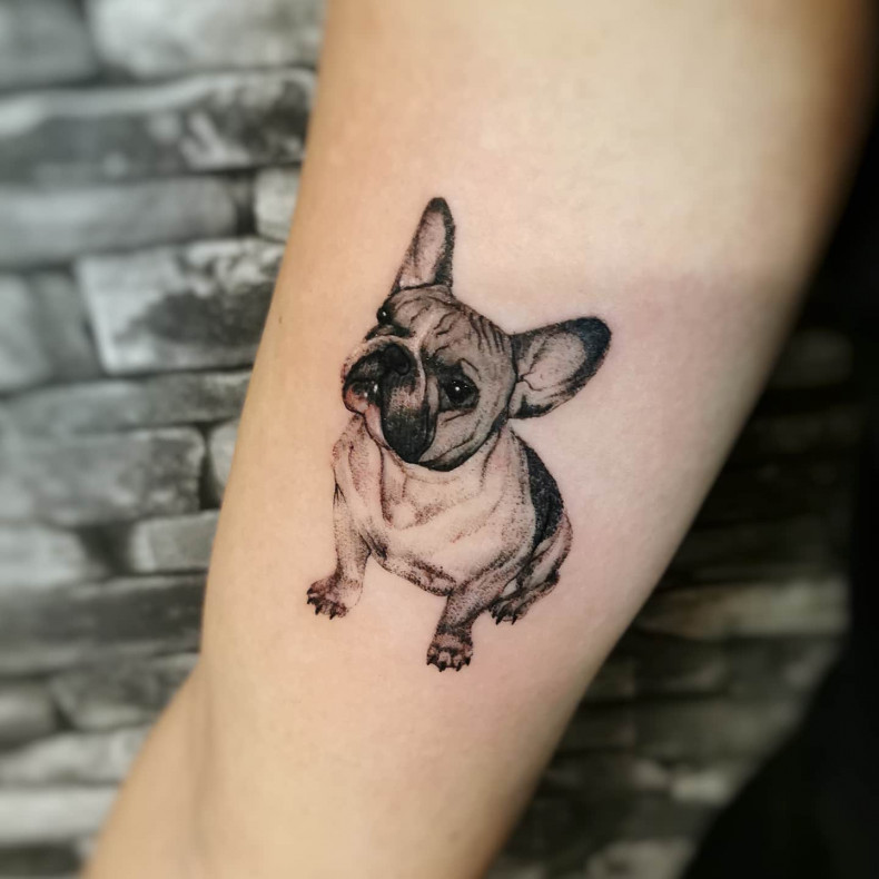 Bulldogge Hund, photo - Tattoo-Meister Barb Tattoo