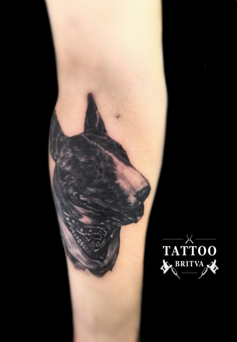 Бультерьер собака, photo - Тату мастер Barb Tattoo