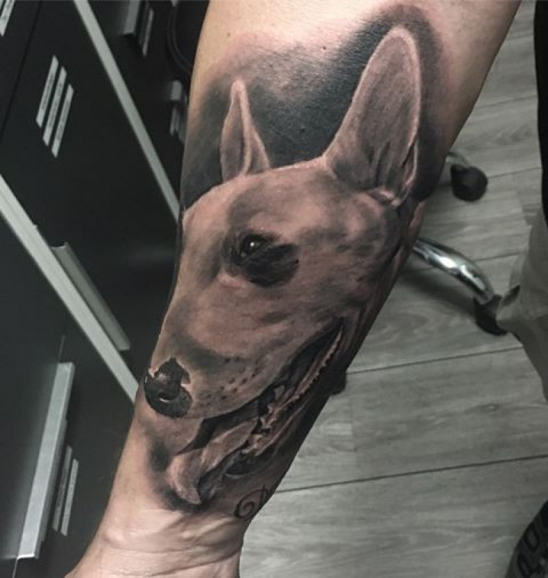 Бультерьер собака, photo - Тату мастер Barb Tattoo