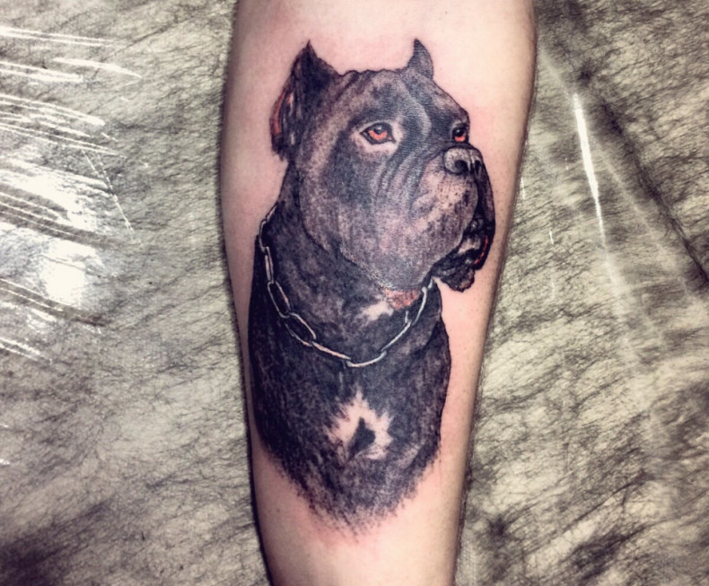 Dotwork pitbul pies, photo - Tatuażysta Barb Tattoo