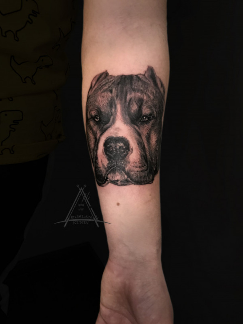 Pitbull dog, photo - Tattoo Master Barb Tattoo