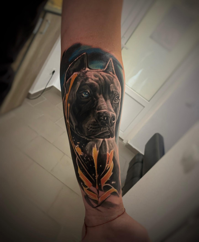 Pitbul pies, photo - Tatuażysta Barb Tattoo