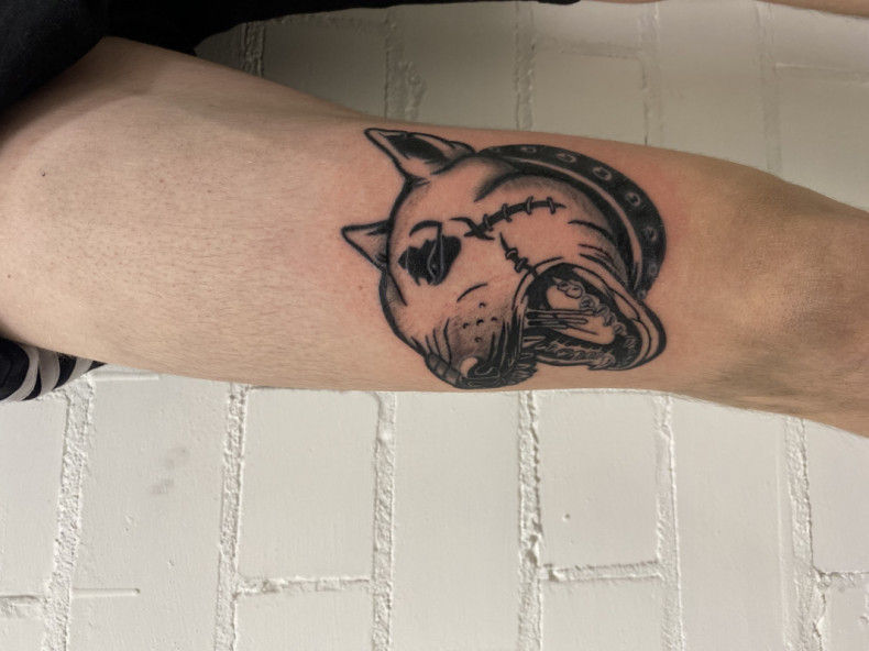 Bull terrier dog, photo - Tattoo Master Barb Tattoo