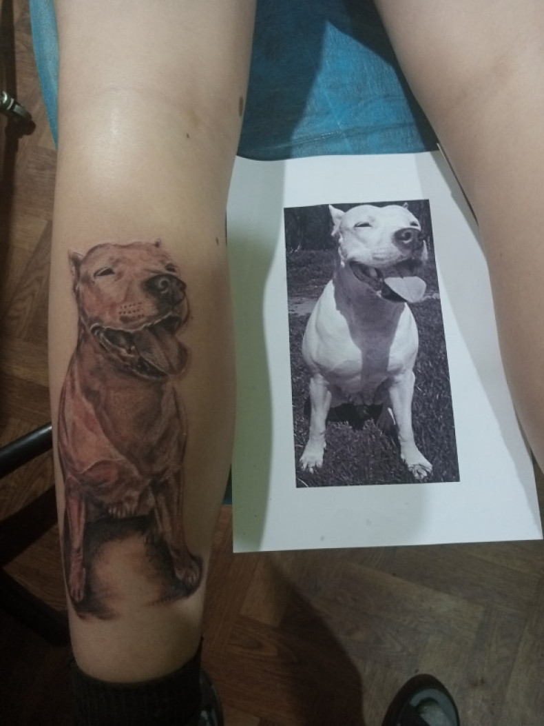 Pitbull Hund, photo - Tattoo-Meister Barb Tattoo