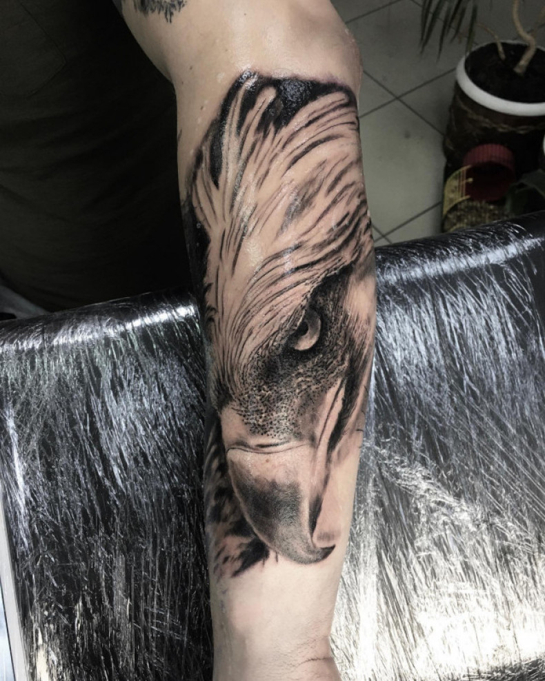 Dotwork orzeł, photo - Tatuażysta Barb Tattoo