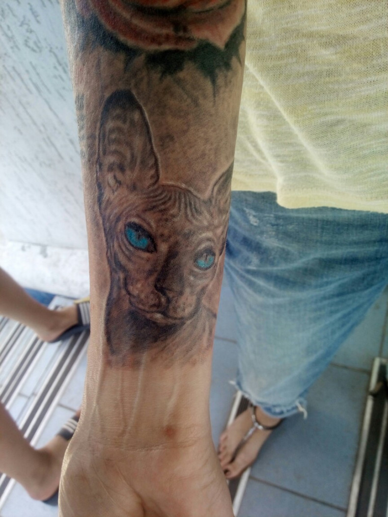 Кошка сфинкс, photo - Тату мастер Barb Tattoo