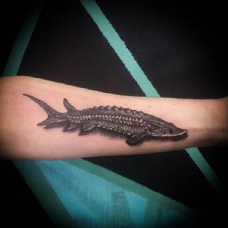 Fish, photo - Tattoo Master Barb Tattoo