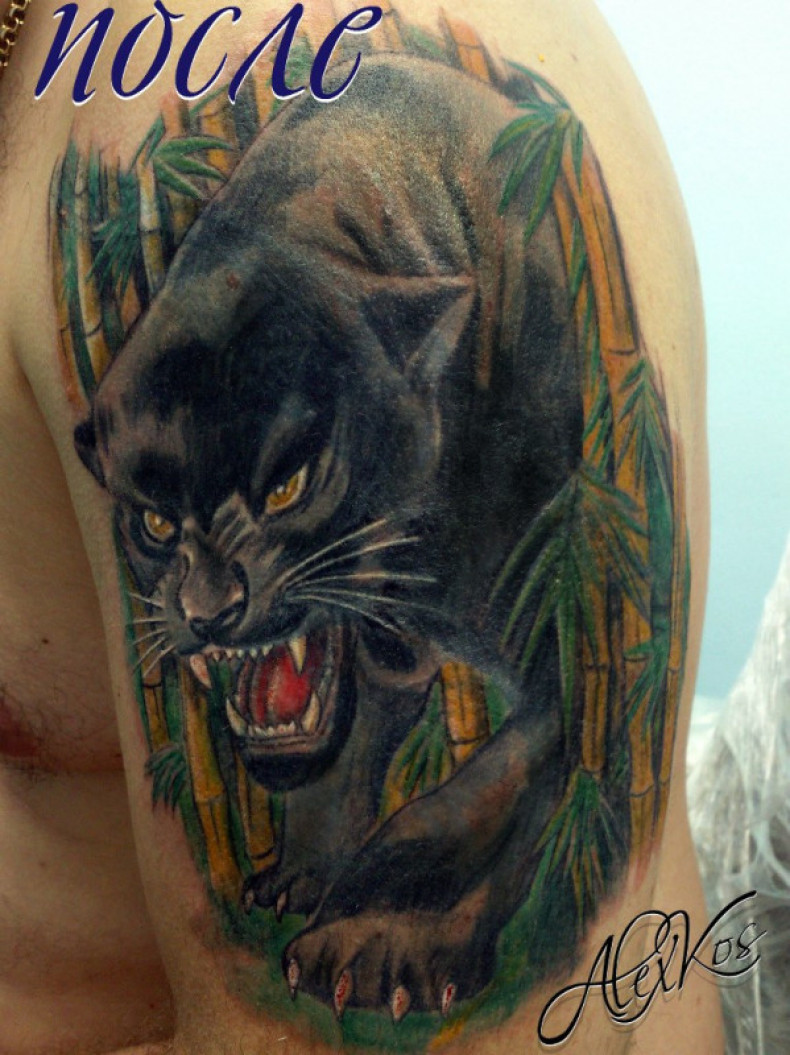 Panther, photo - Tattoo Master Barb Tattoo