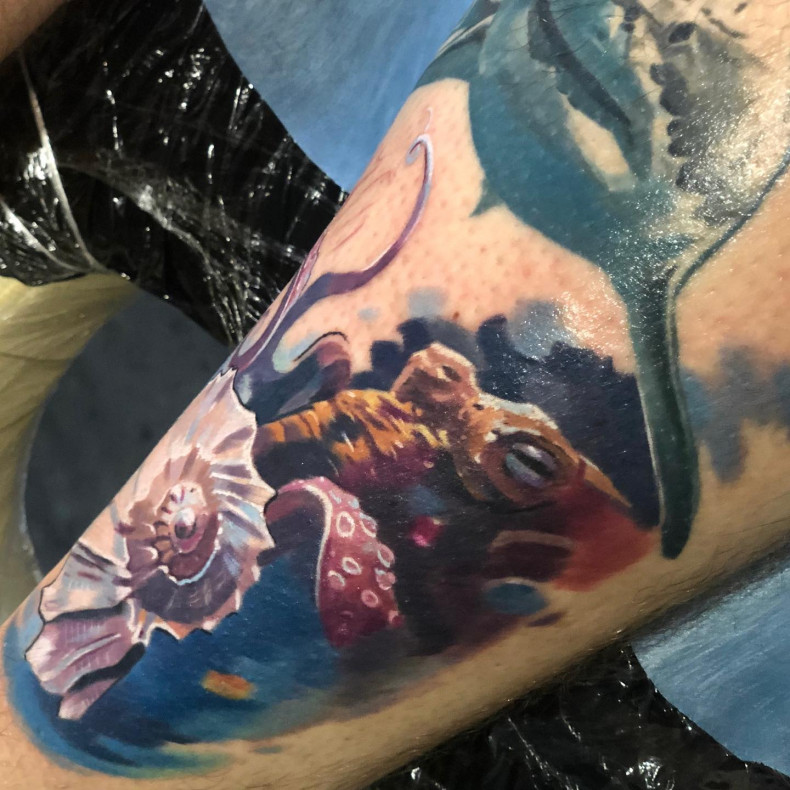 Octopus shell, photo - Tattoo Master Barb Tattoo