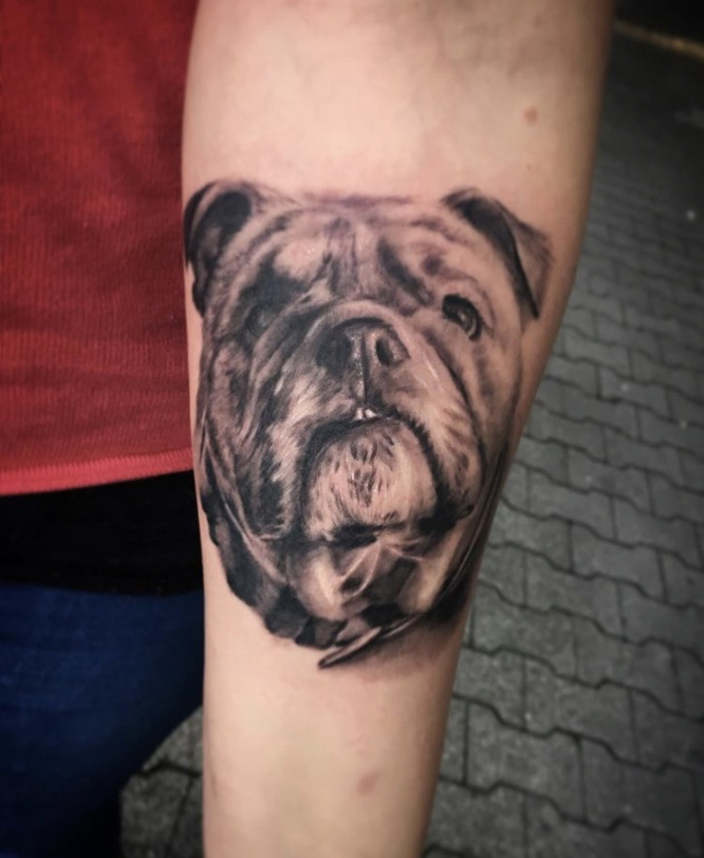 Bulldog, photo - Tattoo Master Barb Tattoo