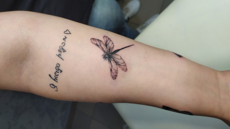 Insect dragonfly, photo - Tattoo Master Barb Tattoo