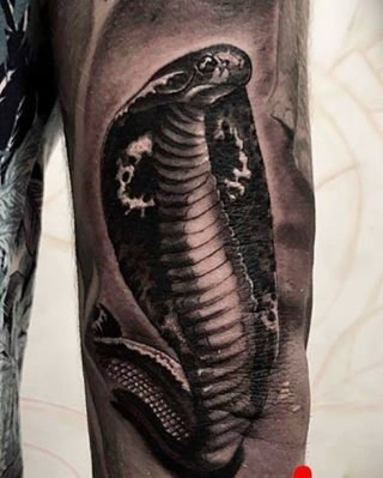 Cobra, photo - Tattoo Master Barb Tattoo