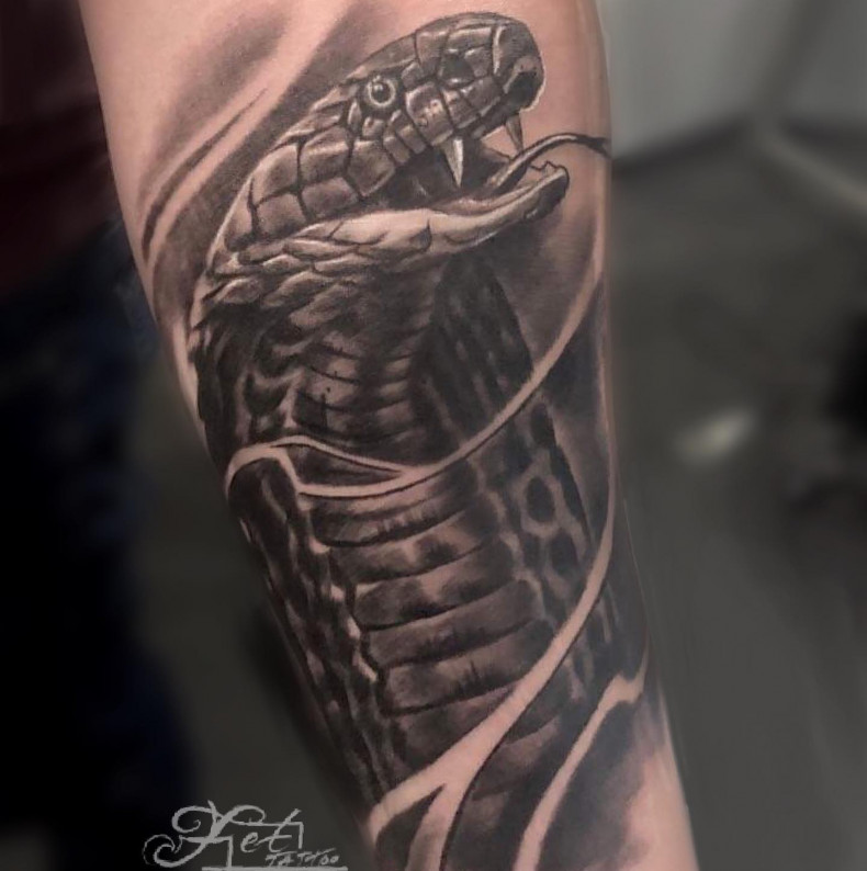 Cobra, photo - Tattoo Master Barb Tattoo