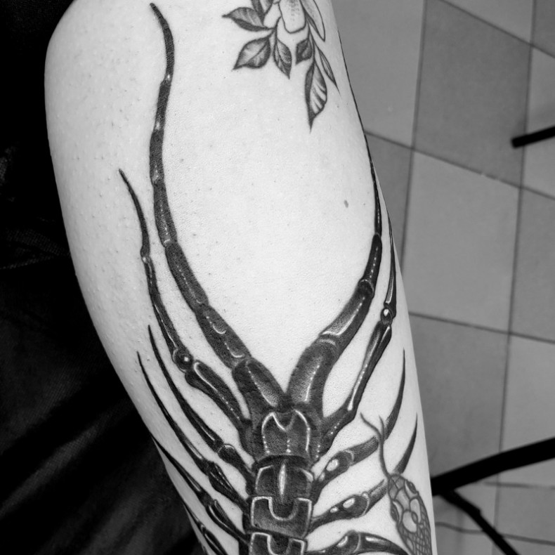 Centipede, photo - Tattoo Master Barb Tattoo