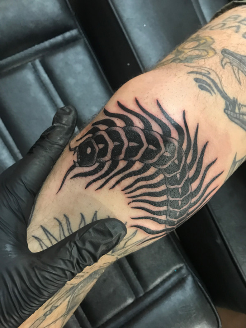 Skolopendra, photo - Tatuażysta Barb Tattoo