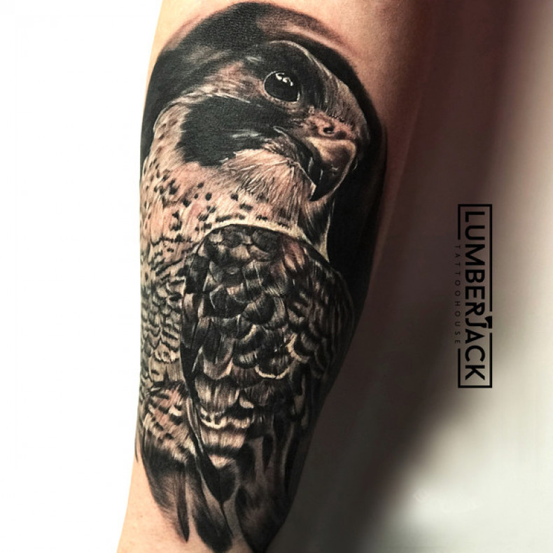 Falcon, photo - Tattoo Master Barb Tattoo