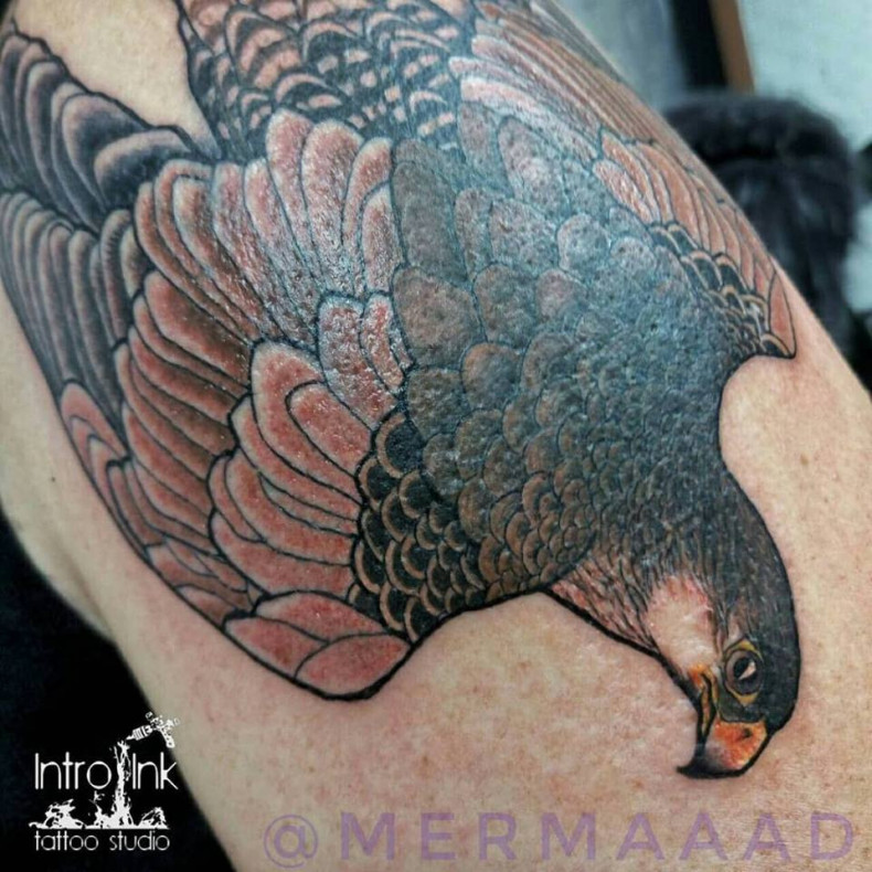 Falcon, photo - Tattoo Master Barb Tattoo