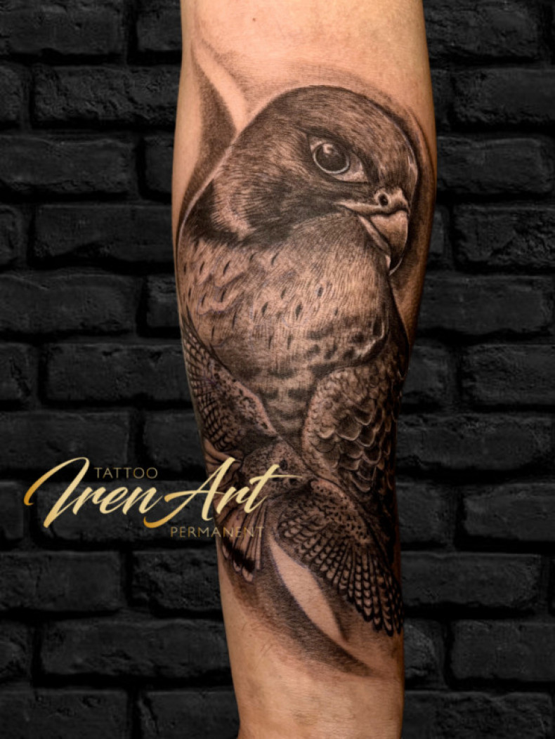 Falcon, photo - Tattoo Master Barb Tattoo