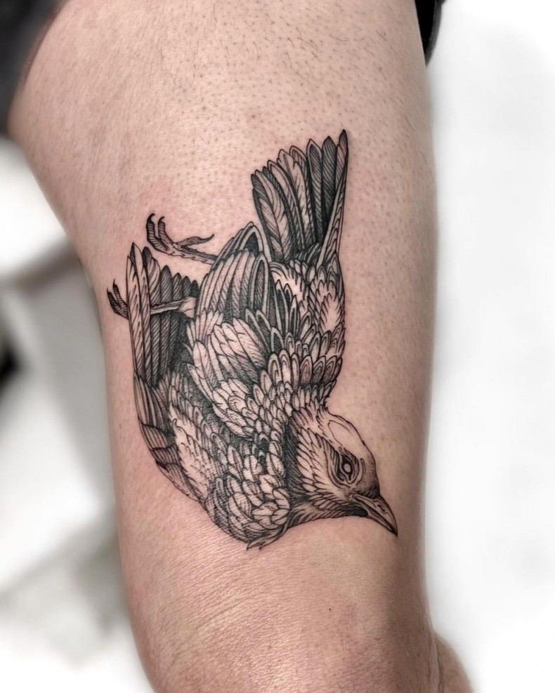 Männer Vogel, photo - Tattoo-Studio AKA