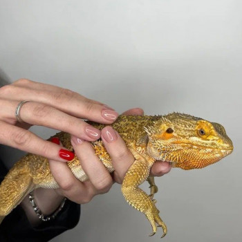 Салон красоты Saxap, Moscow Фото - 20